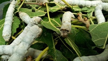 US Army eyes 'dragon silk' for bullet proof vests