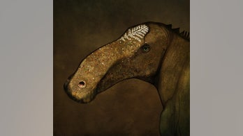 Getting a head: 'Superduck' dinosaur shows how dino crests evolved