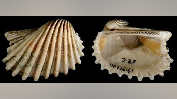 'Survival of the laziest' is key to avoiding extinction