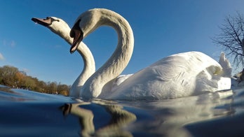 Swans stabbed, beheaded in London parks