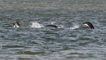 Does this picture show the Loch Ness Monster?
