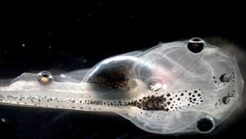Whoa! Mutant tadpoles sprout eyeballs on their tails