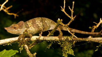 New chameleon with blue spots found in Tanzania