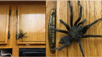 Tarantula in kitchen frightens California family