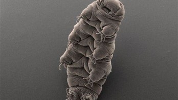 Tardigrades could (maybe) survive a nuclear attack. And now we know how.