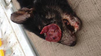 Tasmanian devils' mysterious cancer may come in two varieties
