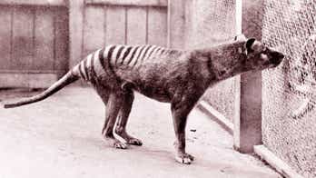 Can science bring the Tasmanian tiger back from extinction?