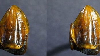 Fossilized teeth dating back 9.7 million years could 'rewrite' human history