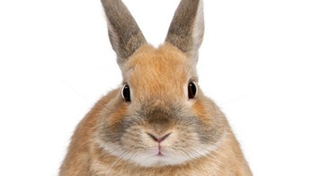 Whole Foods angers animal activists by selling rabbit meat