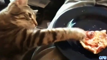 Cats love pizza just as much we do