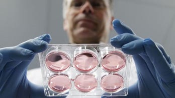 $350K burger grown in a laboratory tastes 'reasonably good'