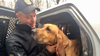 Out of the woods: Connecticut police dog found safe after 36 hours in wilderness