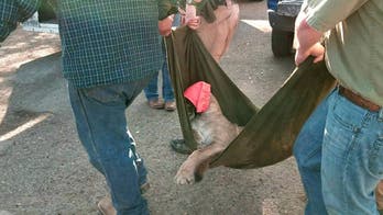 Mountain lion caught after wandering through Texas neighborhood