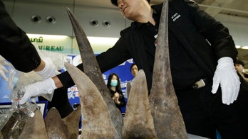 Thai customs seizes 21 rhino horns worth $5 million