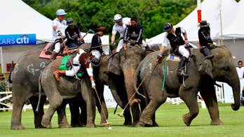 In Thailand, there's an elephant in the tourism boom