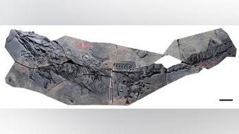 Triassic reptile skewered clams with teeth on roof of its mouth