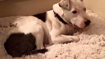 GoFundMe: Help Theia