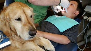 Golden retriever quells youngsters' fears at Illinois dentist's office