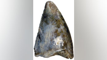 First dinosaur fossils from Saudi Arabia discovered