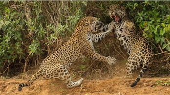 Winning photos from Wildlife Photographer of the Year 2013