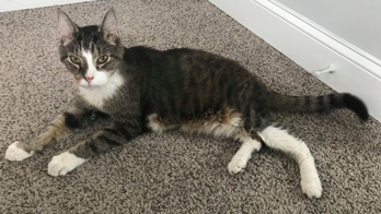 Maryland woman gives sheltered 26-year-old cat a new home