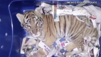 Mexican officials find tiger cub in mail package