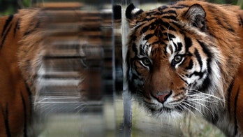 Mexico seizes Bengal tiger after man takes it for a walk in Tijuana