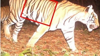 Camera trap helps catch tiger poachers in Thailand