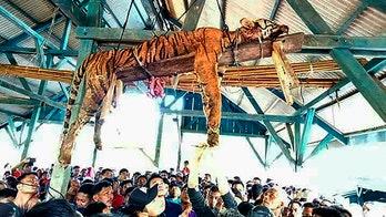 Indonesian villagers kill rare tiger after believing it was a shapeshifter, conservation officials say