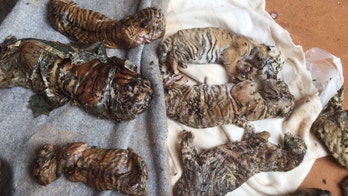 Bodies of 40 tiger cubs found in Thai temple freezer