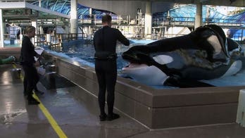 Orca that killed trainer died from bacterial pneumonia