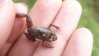 New jelly-bean-size 'masked' frog discovered in the Andes