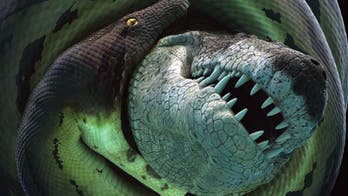 900 lb ancient croc tore through turtles, battled monster snakes
