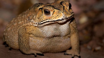 Toxic toad could end up killing the predators on Madagascar
