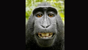 Lawsuit settled over rights to monkey's selfie photo
