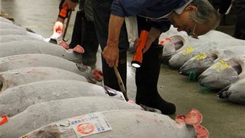 Early risers catch tuna auction at Tokyo market