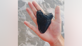 North Carolina couple spot massive megalodon shark tooth on beach