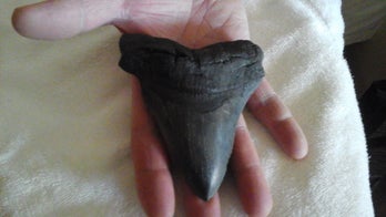 Hurricane Matthew unearths huge prehistoric shark tooth