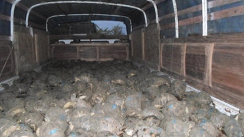 Madagascar officials discover 10,000 stolen tortoises crawling in home after reports of 'rancid' stench