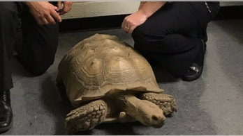 Alleged tortoise thief turns himself in