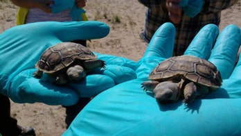 Taxpayers to shell out $50M for Marines to evacuate 1,200 Mojave tortoises