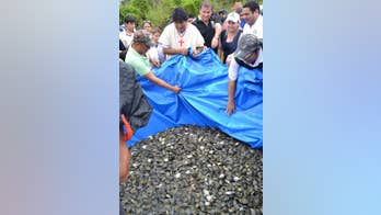 Bolivia releases 70,000 baby turtles into Amazonian river