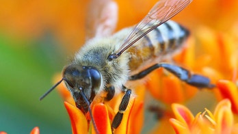 Bee venom could be key to a cancer cure, scientists say