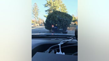 Massachusetts police stop car with massive Christmas tree on top