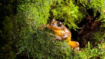 Scientists ID new genus of tree frogs long thought extinct