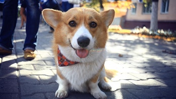 Adorable corgi dog meets his favorite Disney characters