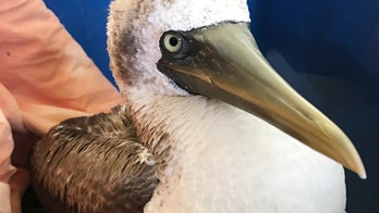 Tropical bird in Massachusetts likely blown off course by Hurricane Jose dies