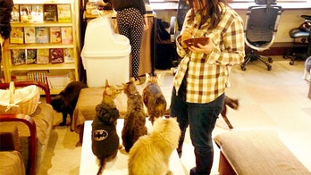 Enjoy a purr-fect coffee at North America’s first cat café
