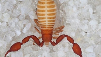 Two 'pseudoscorpions' discovered in Grand Canyon cave