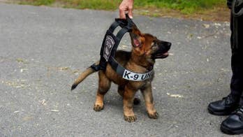 Puppy in Boston Police Department Bulletproof Vest Melts Internet